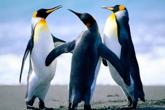 Penguins